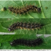 aras levana larva5 volg2